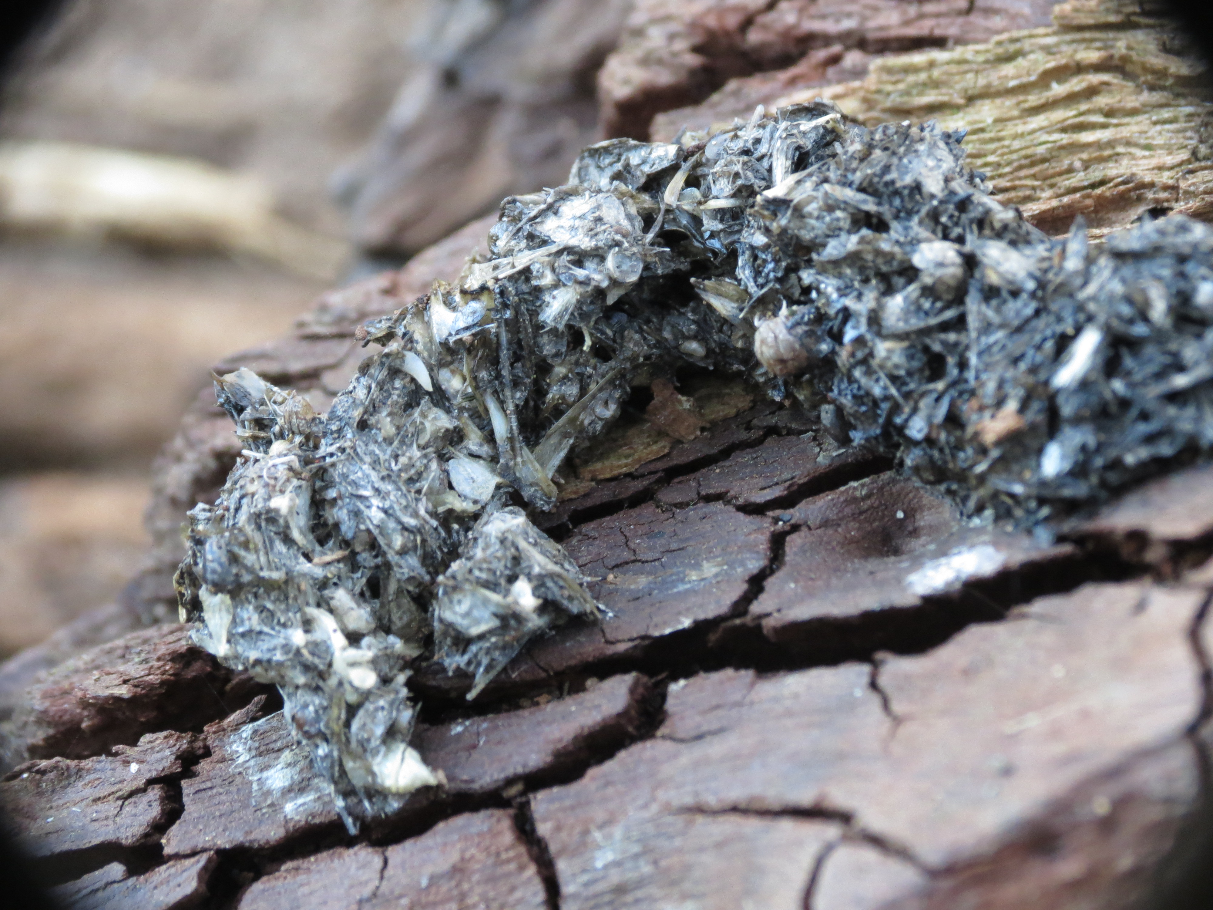 identify-poo-the-wildlife-trusts